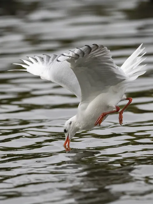 Framed Print : A black-headed gull fishing just in front of diving into water Framed Print : A black-headed gull fishing just in front of diving into water