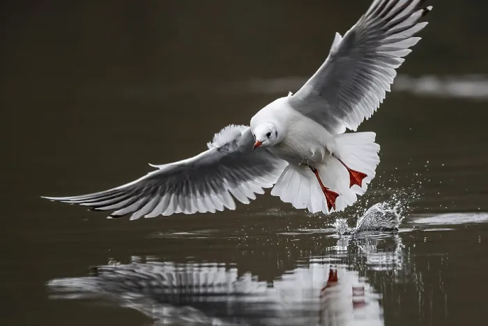 Framed Print : A black-headed gull in flight, Lake Kemnader