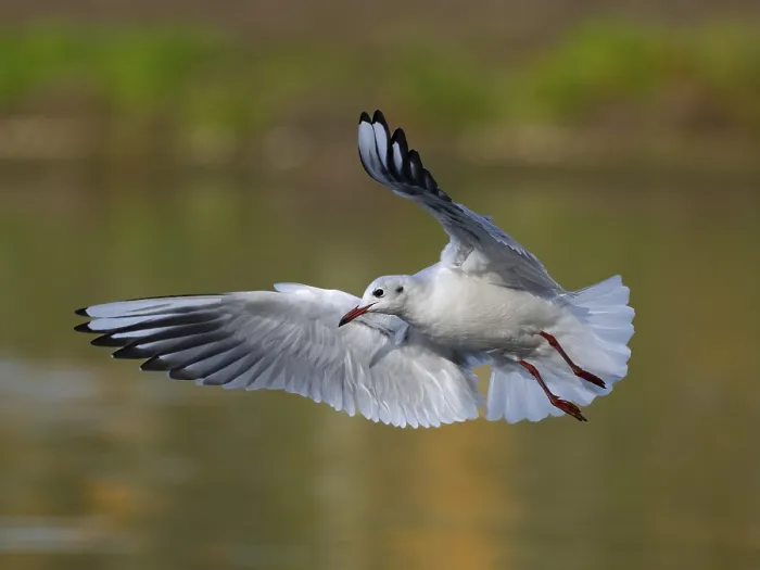 Framed Print : A black-headed gull in flight, North Rhine-Westphalia
