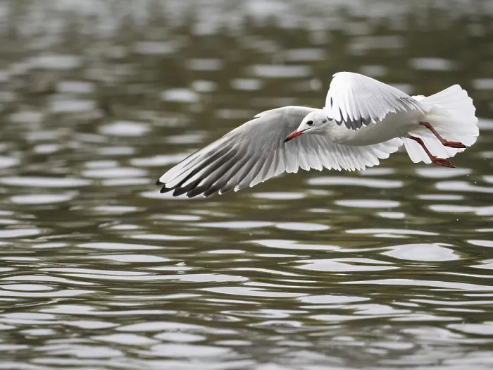 Framed Print : A black-headed gull in flight, Ruhrpott