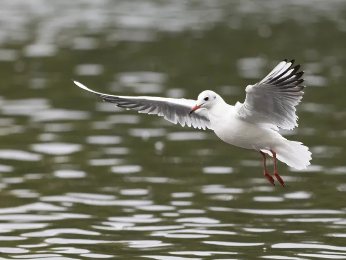 Framed Print : A black-headed gull in flight, Ruhrpott