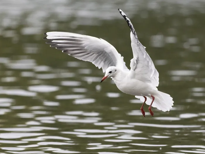 Framed Print : A black-headed gull in flight, Ruhrpott Framed Print : A black-headed gull in flight, Ruhrpott