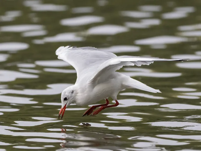 Framed Print : A black-headed gull flying just in front of diving into water