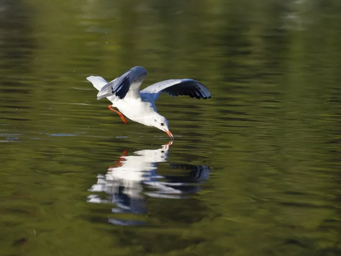 Framed Print : A black-headed gull just in front of diving into water Framed Print : A black-headed gull just in front of diving into water