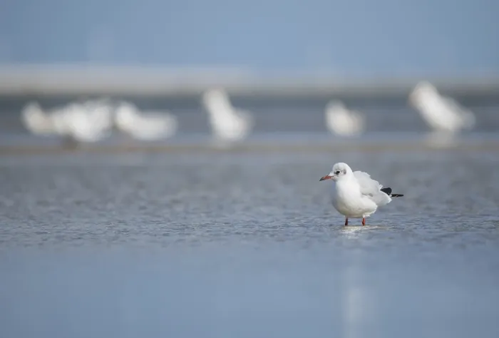Framed Print : Black-headed gull (Larus ridibundus) Framed Print : Black-headed gull (Larus ridibundus)