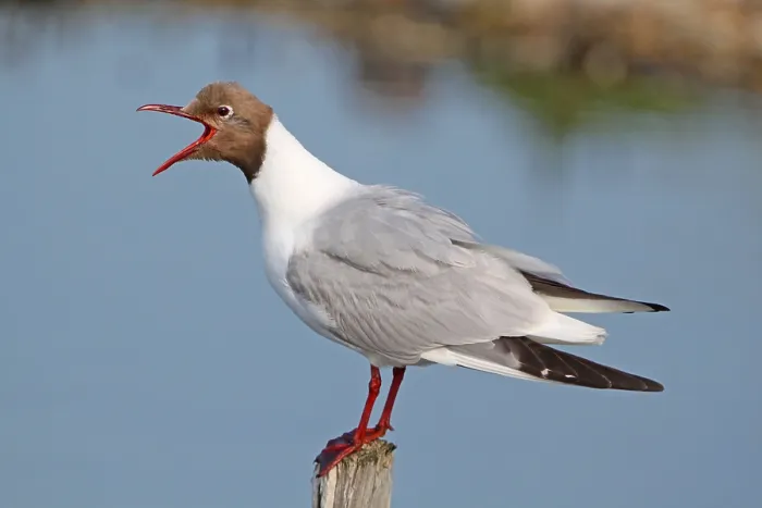 Framed Print : Black-headed gull (Larus ridibundus) adult