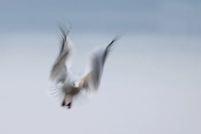 Framed Print : Black-headed gull (Larus ridibundus) in flight