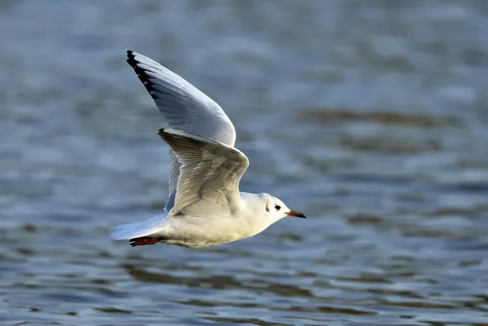Framed Print : Black-headed gull (Larus ridibundus) flying Framed Print : Black-headed gull (Larus ridibundus) flying