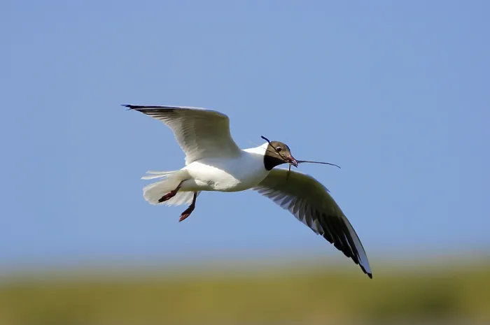 Framed Print : Black-headed gull (Larus ridibundus) with nesting material Framed Print : Black-headed gull (Larus ridibundus) with nesting material