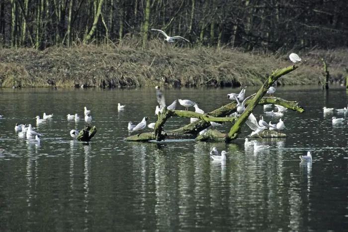 Framed Print : Black-headed gull, Larus ridipundus