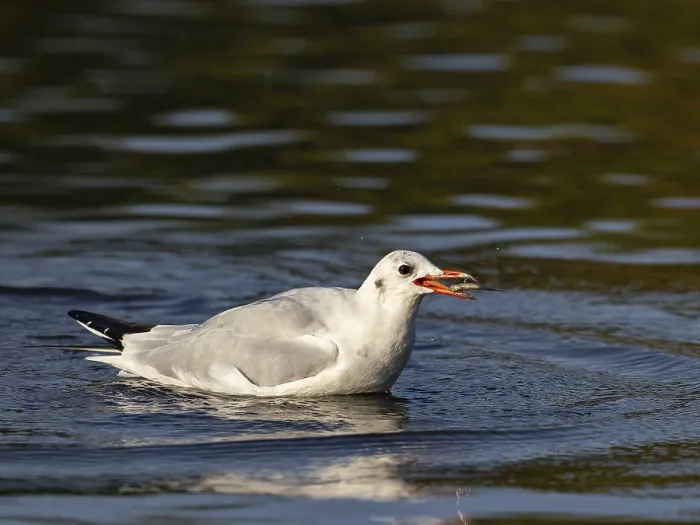 Framed Print : A black-headed gull with prey fish in its beak Framed Print : A black-headed gull with prey fish in its beak