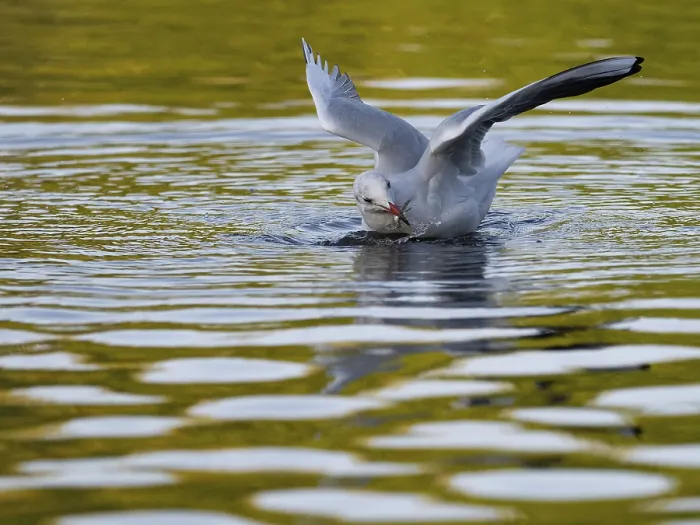 Framed Print : A black-headed gull with prey fish in its beak Framed Print : A black-headed gull with prey fish in its beak