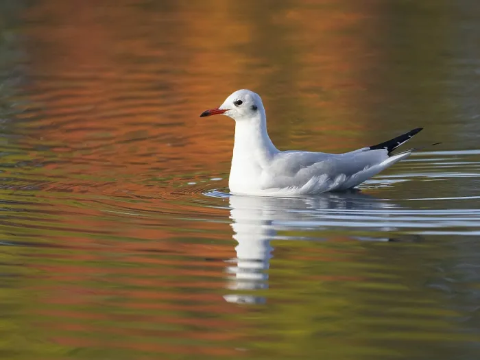 Framed Print : A black-headed gull reflected in water Framed Print : A black-headed gull reflected in water
