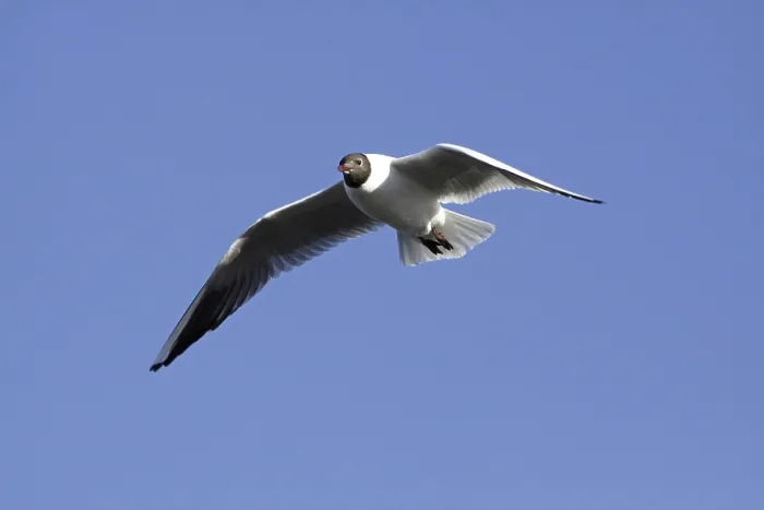 Framed Print : Black-headed gull in splendour