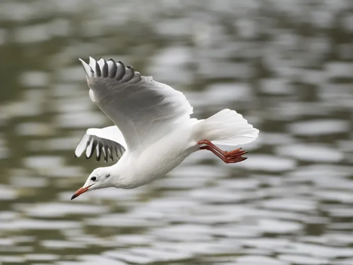 Framed Print : A black-headed gull swooping, Ruhrpott