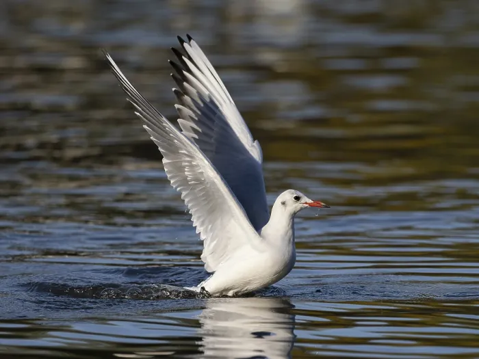 Framed Print : A black-headed gull taking off Framed Print : A black-headed gull taking off