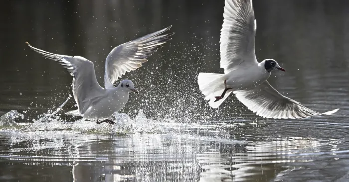 Framed Print : Two black-headed gulls (Chroicocephalus ridibundus)
