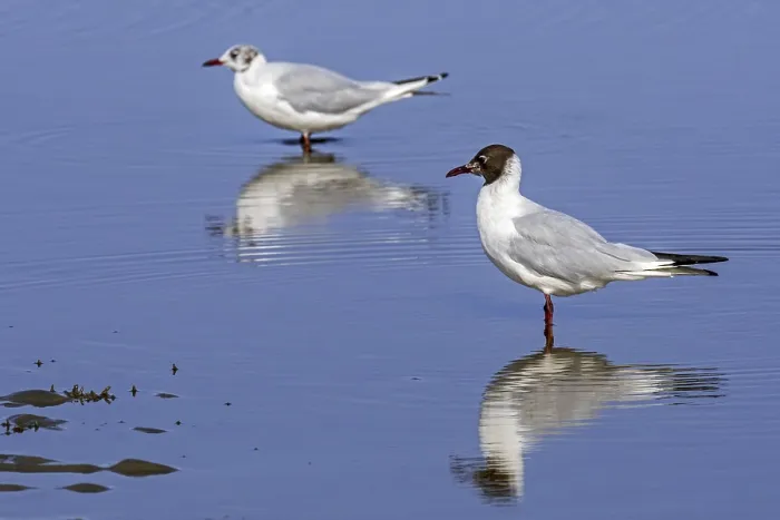 Framed Print : Two black-headed gulls (Chroicocephalus ridibundus)