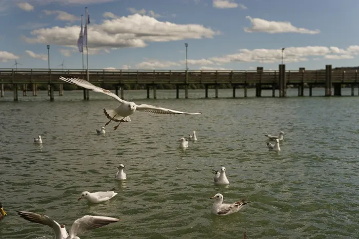 Framed Print : Black-headed gulls on Lake Starnberg Framed Print : Black-headed gulls on Lake Starnberg