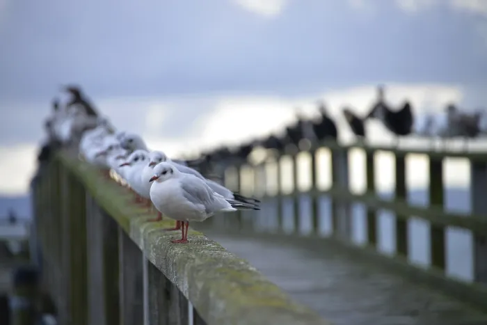 Framed Print : Black-headed gulls (Larus ridibundus) Framed Print : Black-headed gulls (Larus ridibundus)