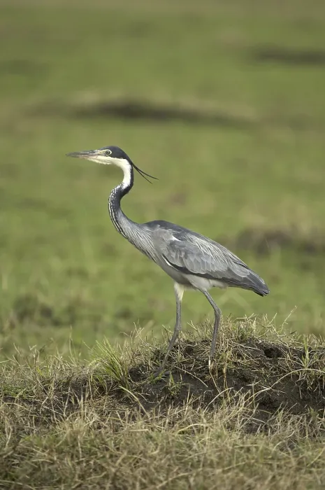 Framed Print : Black-headed Heron (Ardea melanocephala)