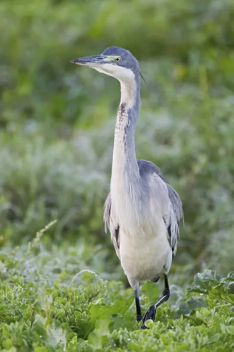Framed Print : Black-headed heron (Ardea melanocephala) at Addo Elephant Park Framed Print : Black-headed heron (Ardea melanocephala) at Addo Elephant Park