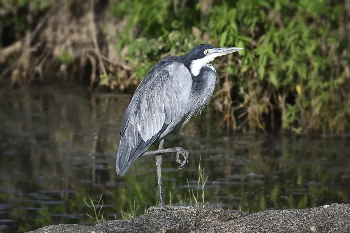 Framed Print : Black-headed heron (Ardea melanocephala) stands by a pond Framed Print : Black-headed heron (Ardea melanocephala) stands by a pond