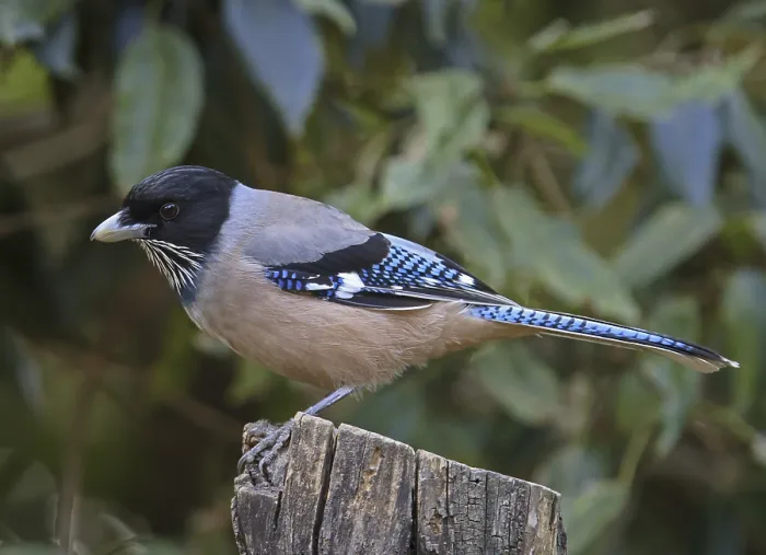 Framed Print : Black-headed Jay (Garrulus lanceolatus) Framed Print : Black-headed Jay (Garrulus lanceolatus)