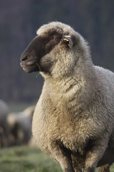 Framed Print : Black-headed meat sheep Framed Print : Black-headed meat sheep