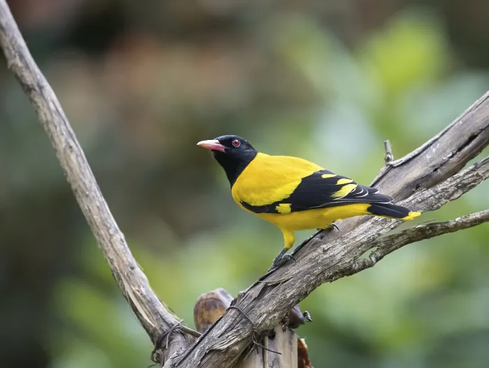 Framed Print : Black-headed oriole (Eurasian Golden Oriole xanthornus)