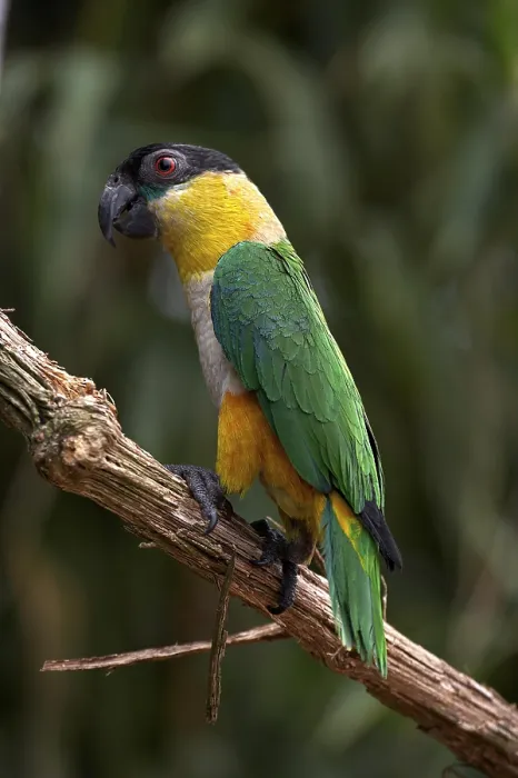 Framed Print : Black Headed Parrot (pionites melanocephala)