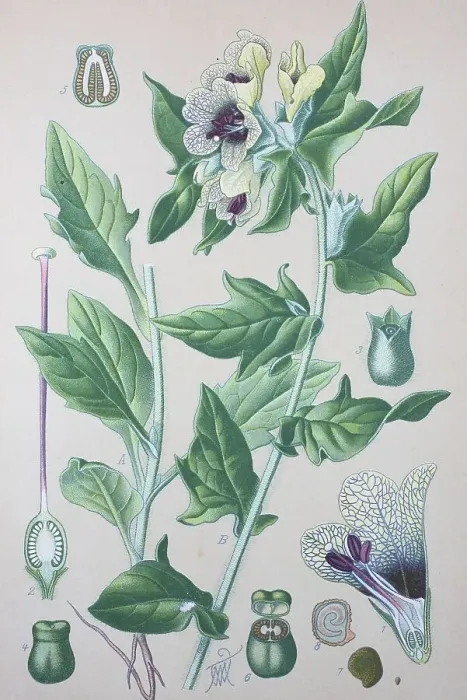 Framed Print : Black henbane (Hyoscyamus niger) Framed Print : Black henbane (Hyoscyamus niger)