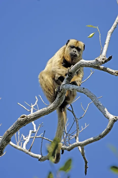 Framed Print : Black howler (Alouatta caraya)