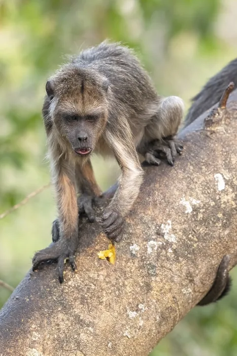 Framed Print : Black howler (Alouatta), juvenile