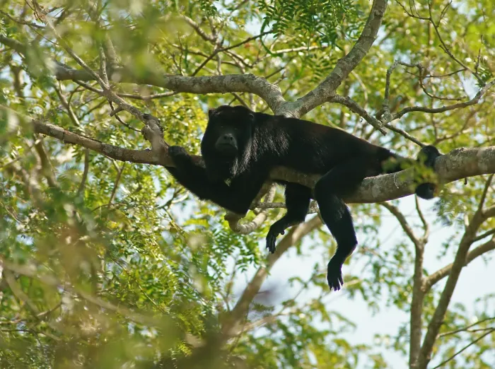 Framed Print : Black howler (Alouatta) male, Pantanal