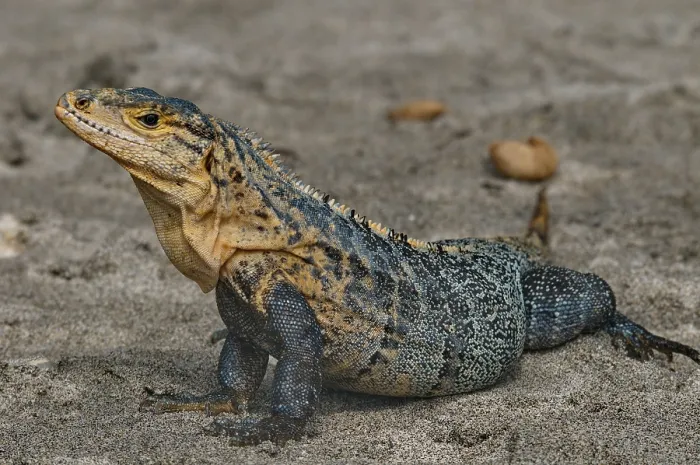 Framed Print : Black Iguana