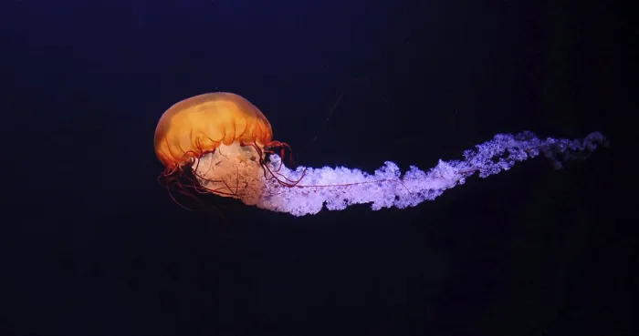 Framed Print : Black Jellyfish or Black Sea Nettle (chrysaora achlyos)