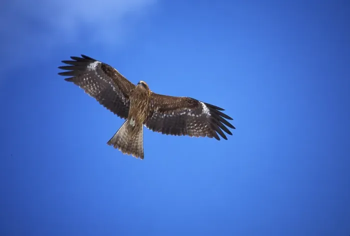 Framed Print : Black Kite, black kites (Milvus migrans)