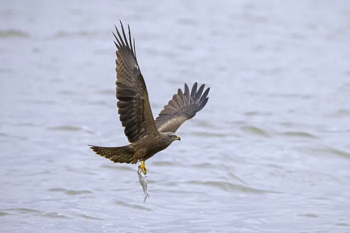Framed Print : Black kite (Milvus migrans) in flight swooping down to catch fish from lake with its talons
