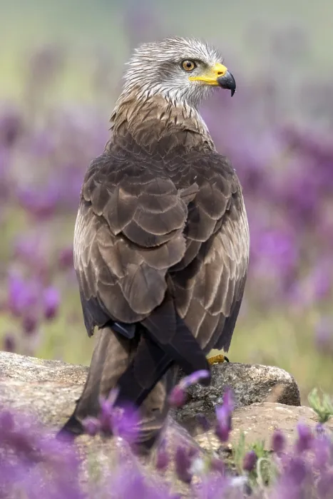 Framed Print : Black Kite (Milvus migrans) amongst flowers