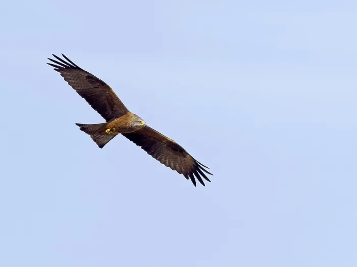 Framed Print : Black Kite (Milvus migrans), flying Framed Print : Black Kite (Milvus migrans), flying