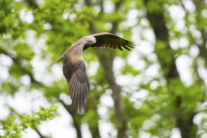 Framed Print : Black kite (Milvus migrans) flying in a forest in early summer