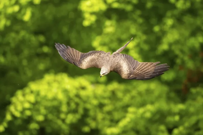 Framed Print : Black kite (Milvus migrans) flying in a forest in early summer Framed Print : Black kite (Milvus migrans) flying in a forest in early summer