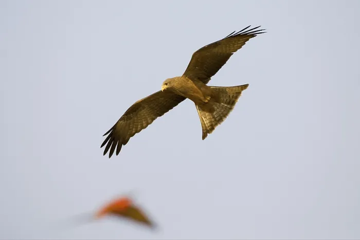 Framed Print : Black kite (Milvus migrans) is hunting a Carmin Bee-eater (Merops nubicoides)