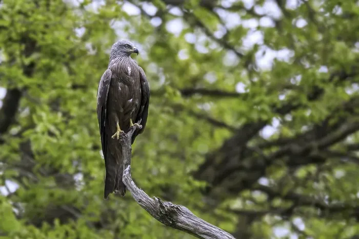 Framed Print : Black kite (Milvus migrans) perched in tree