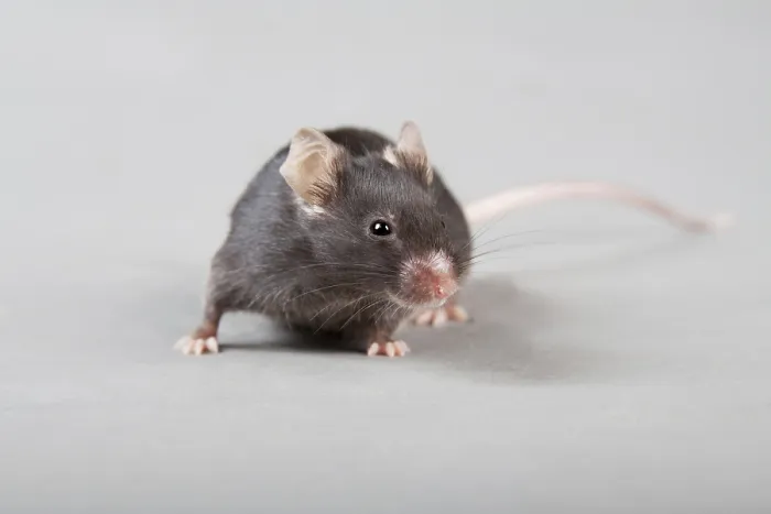 Framed Print : Black laboratory mouse isolated on grey background Framed Print : Black laboratory mouse isolated on grey background