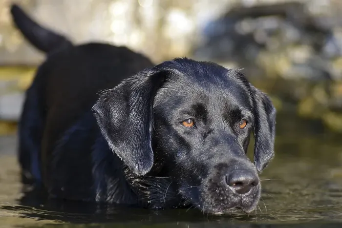 Framed Print : Black Labrador dog standing in the water