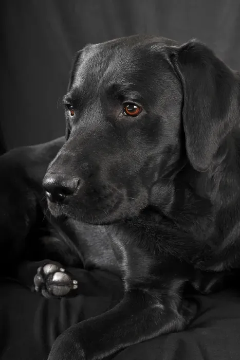 Framed Print : Black Labrador Retriever dog, male