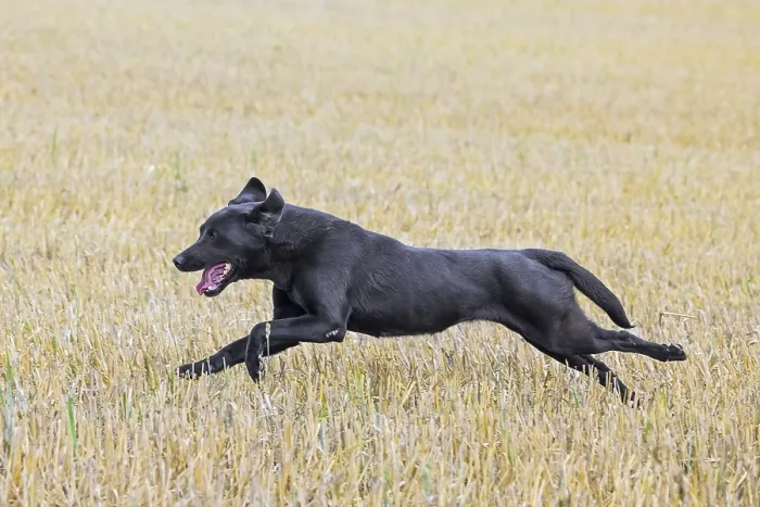 Framed Print : Black Labrador Retriever gun dog