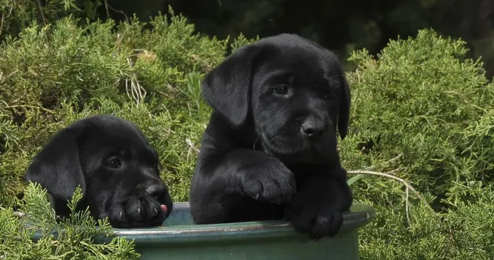 Framed Print : Black Labrador Retriever, Puppies Playing in a Flowerpot Framed Print : Black Labrador Retriever, Puppies Playing in a Flowerpot